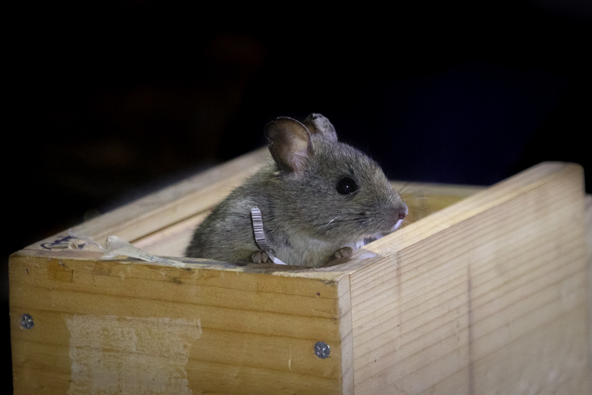 Greater Stick Nest Rat Mt Gibson Release Video Frame Grab 1