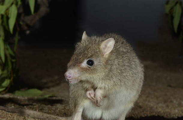 Northern Bettong
