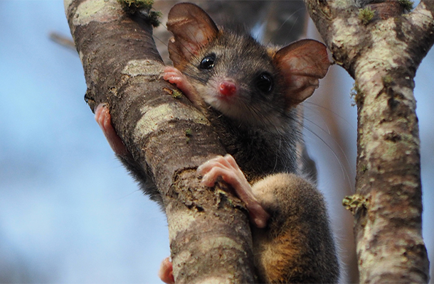 Red Tailed Phascogales