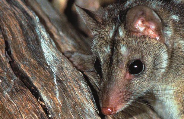 Westernquoll