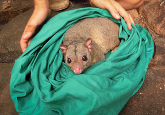 What Is Awc Doing Awc Scaly Tailed Possum