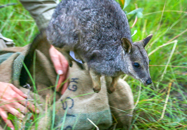 What Is Awc Doing Cath Hayes Sharman's Rock Wallaby
