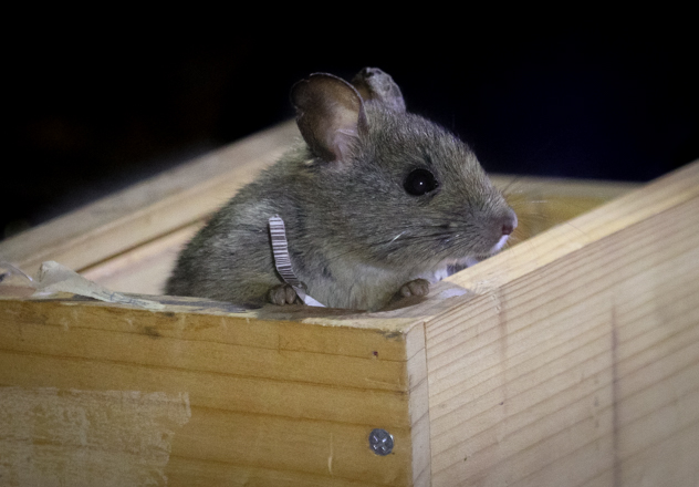What Is Awc Doing Greater Stick Nest Rat Brad Leue