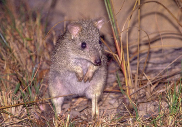What Is Awc Doing Northern Bettong Awc