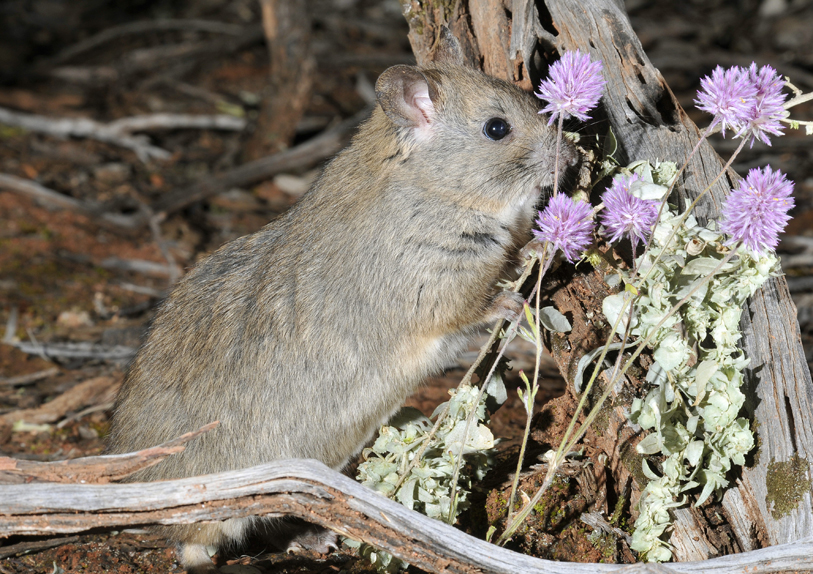 Stick Nest Rats On Mount Gibson