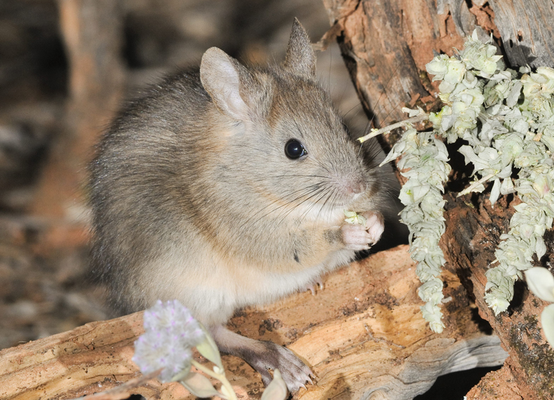 Stick Nest Rat Project, Mount Gibson