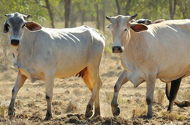 Feral Herbivore Control Brad Leue Cattle