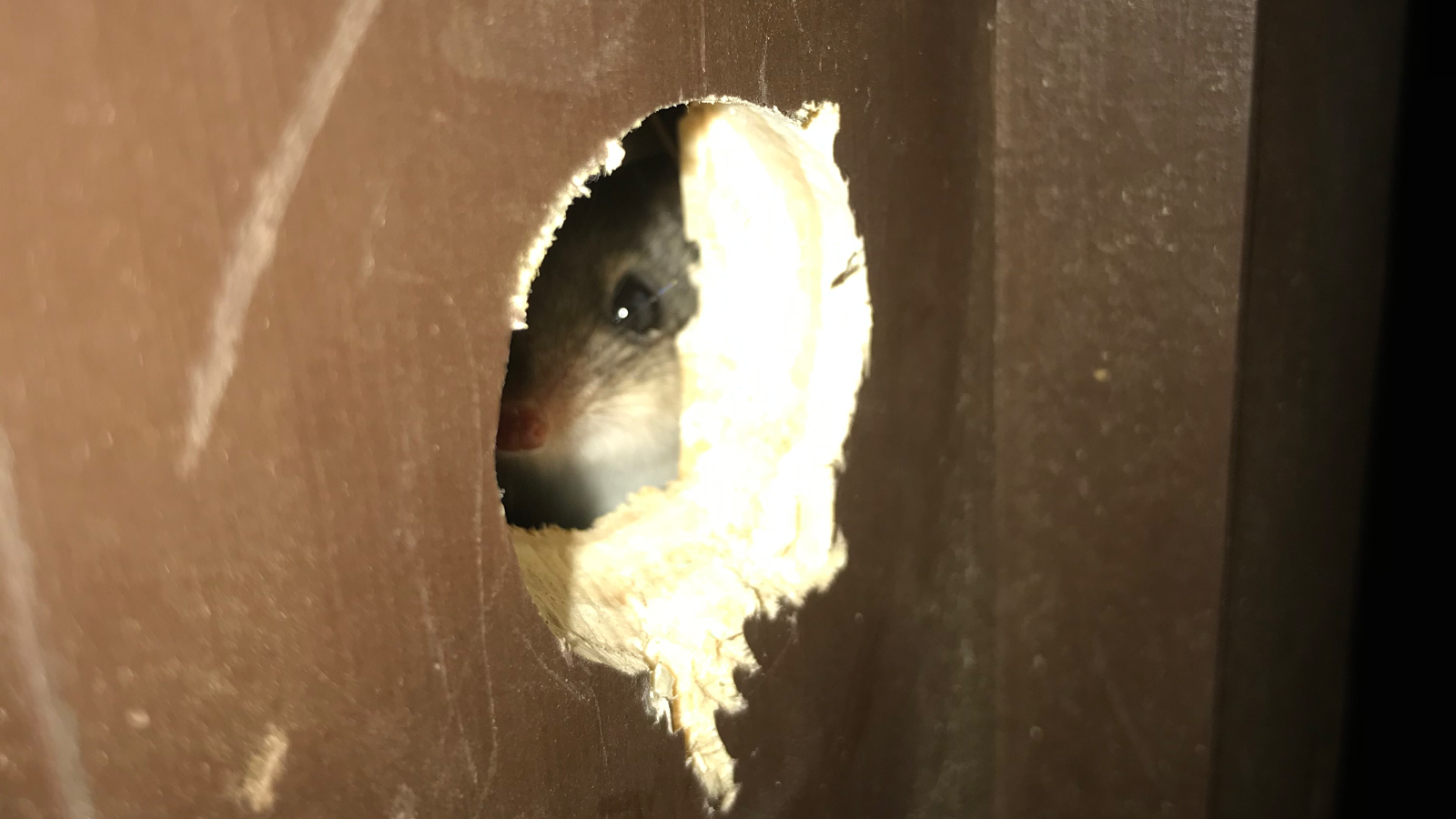 Image E Phascogale In Nest Box