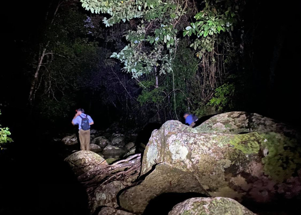 Hardcore herpetology: AWC ecologist, Andy Howe, and AWC volunteer, Pat Webster, traverse rainforest streams to find Brooklyn’s high-living herptiles. 