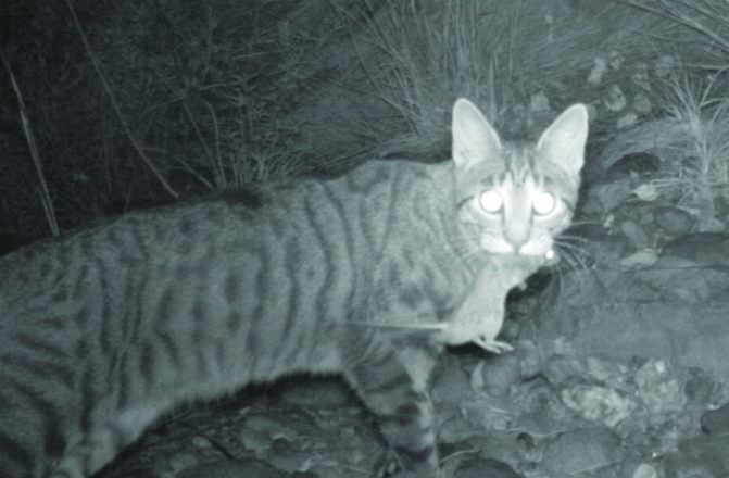 A Camera Trap Captures Feral Cat That Has Killed