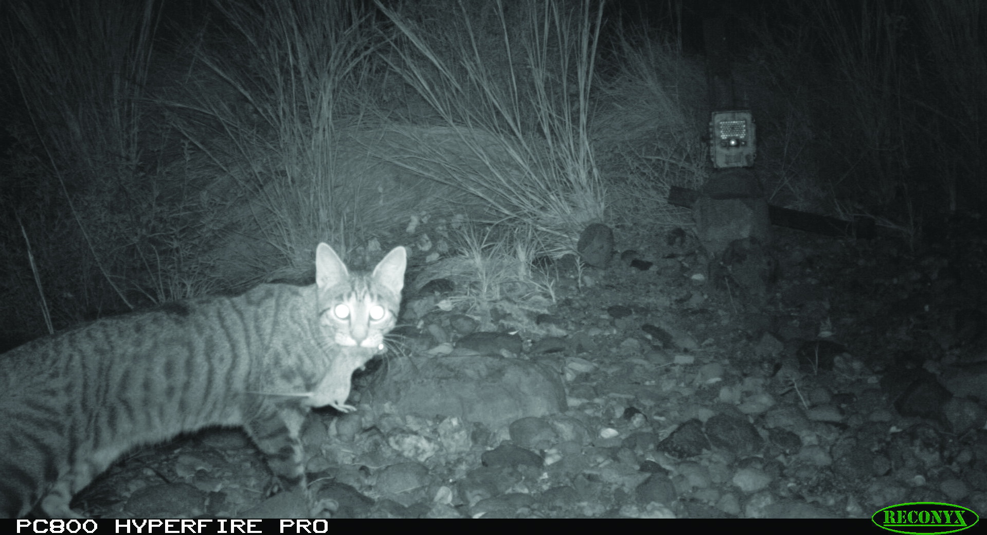 A Camera Trap Captures Feral Cat That Has Killed