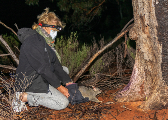 AWC ecologist releases one of 19 Brushtail Possums outside the fence.