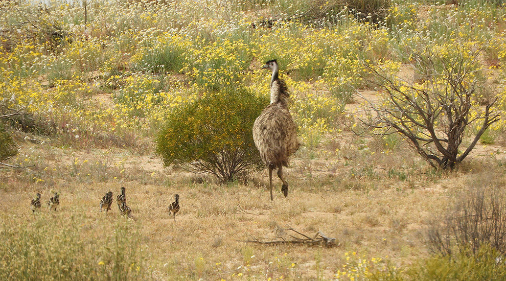 Emu With Chicks (2) 1
