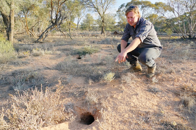 Image C Laurence Berry And Bilby Burrow