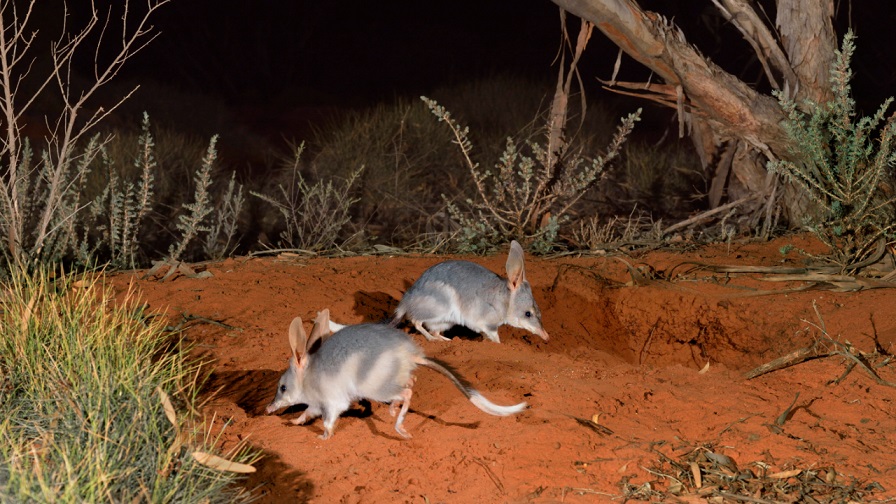 Image E Two Bilbies At Scotia W Lawler
