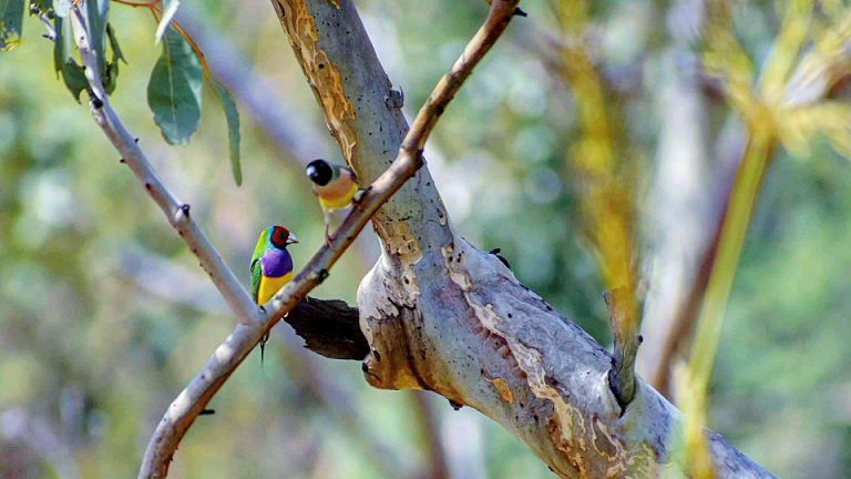 Image F Gouldian Finches In Snappy Gum S Stockwell