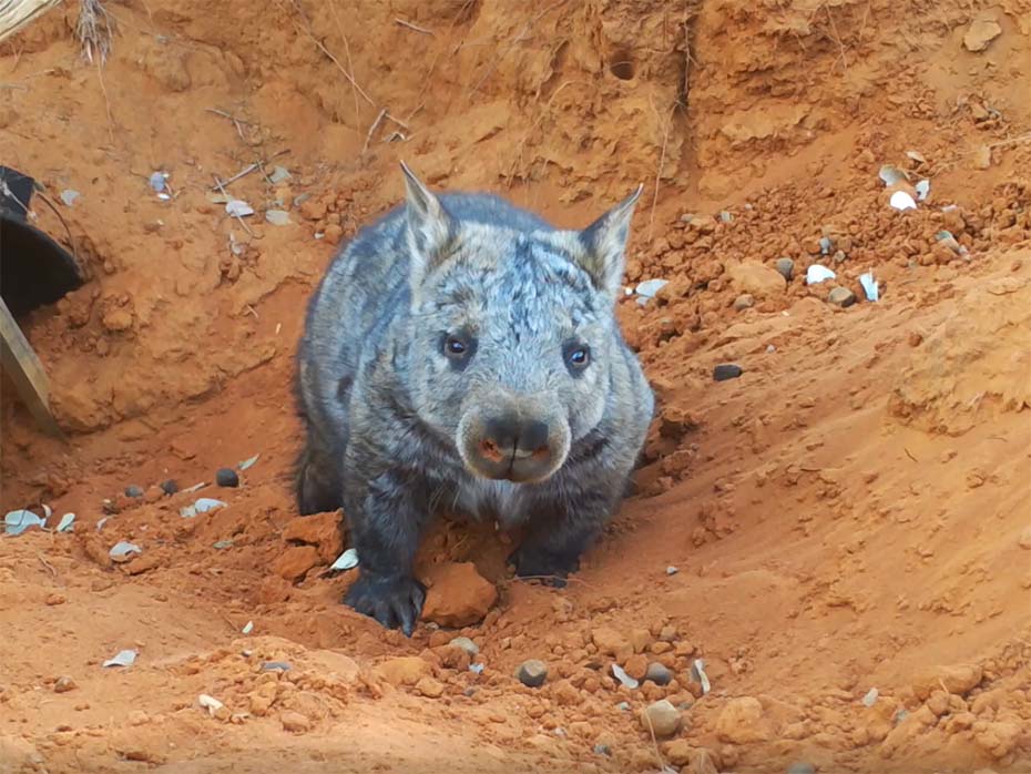 Nhn Wombat