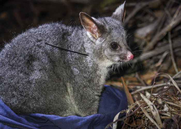 One of the 39 Brushtail Possums to be reintroduced at Mt Gibson.