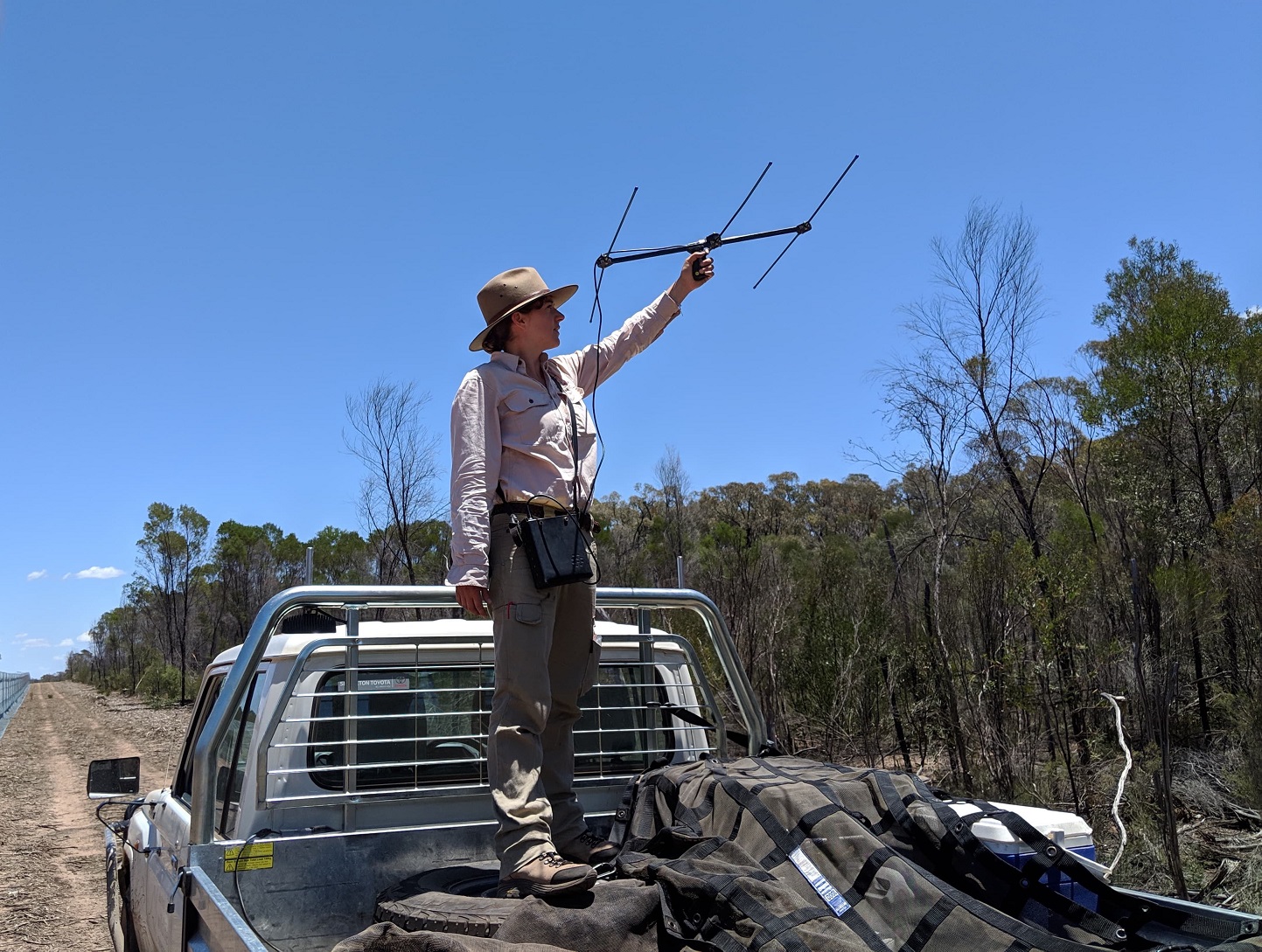 Sabrina Post Release Monitoring Of Bilbies In The Pilliga Alex Taylor