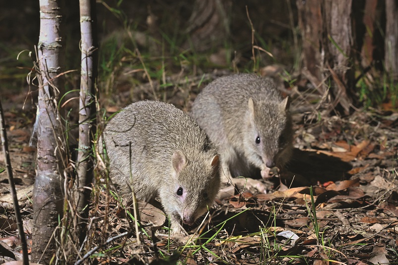Northern Bettong In Danbulla National Park, North Queensland.