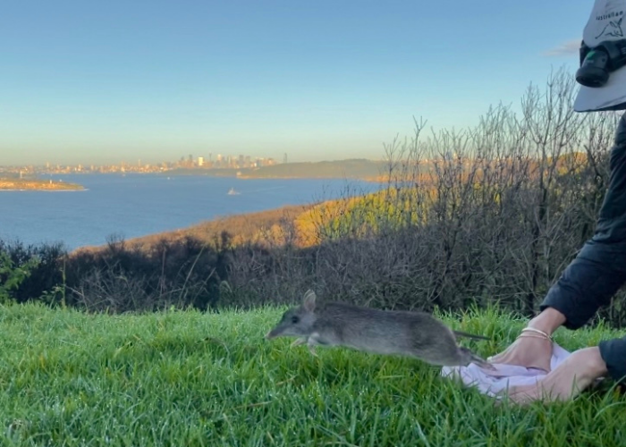 One of 17 Long-nosed Bandicoots processed during the recent survey leaps back onto North Head Sanctuary.