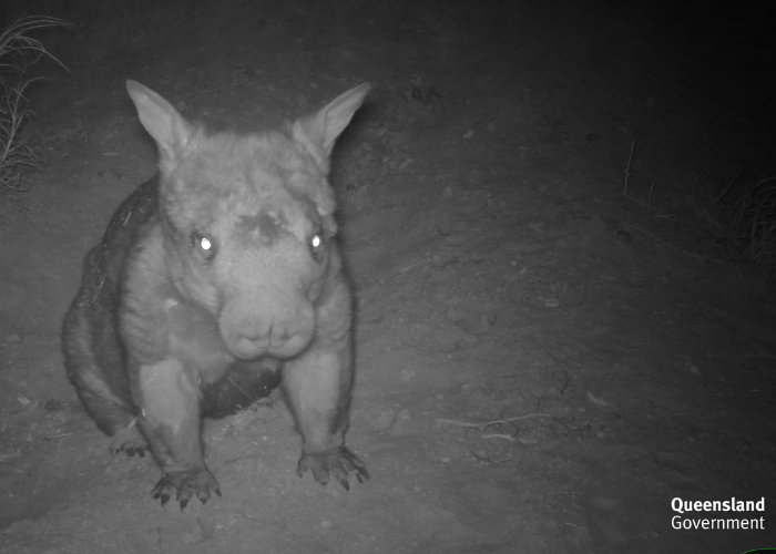Camera trap captures Northern Hairy-nosed Wombat overnight at Epping Forest National Park in Queensland.