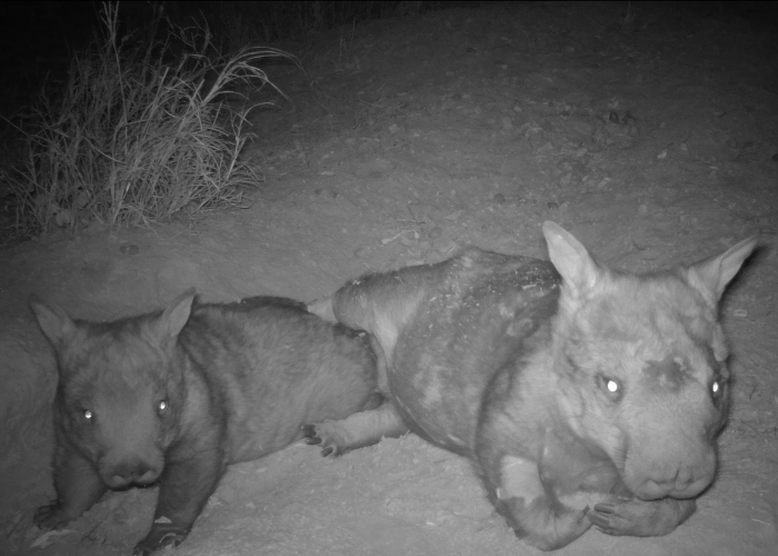 A couple of Northern Hairy-nosed Wombats laze around in Epping Forest National Park.