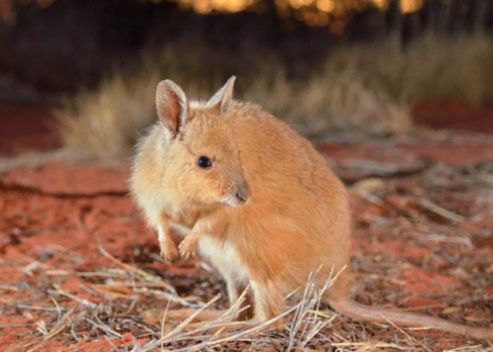 Funds will be used to support reintroductions to Central Australia, which is the global epicentre of mammal extinctions.