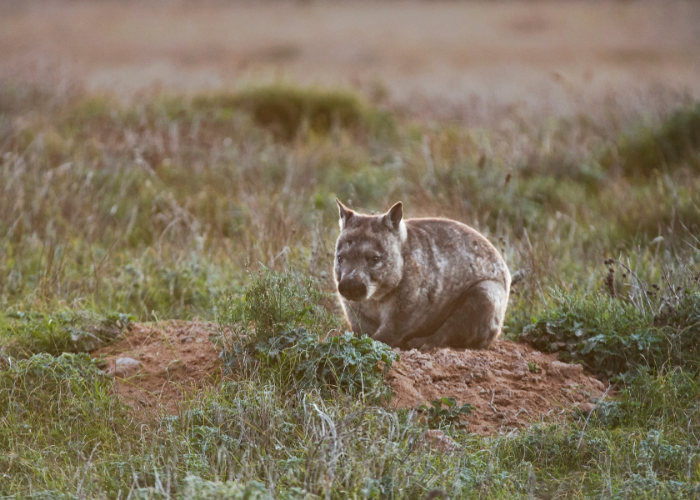The Southern Hairy-nosed Wombat is among the threatened species supported by revegetation work at Dalakanta.