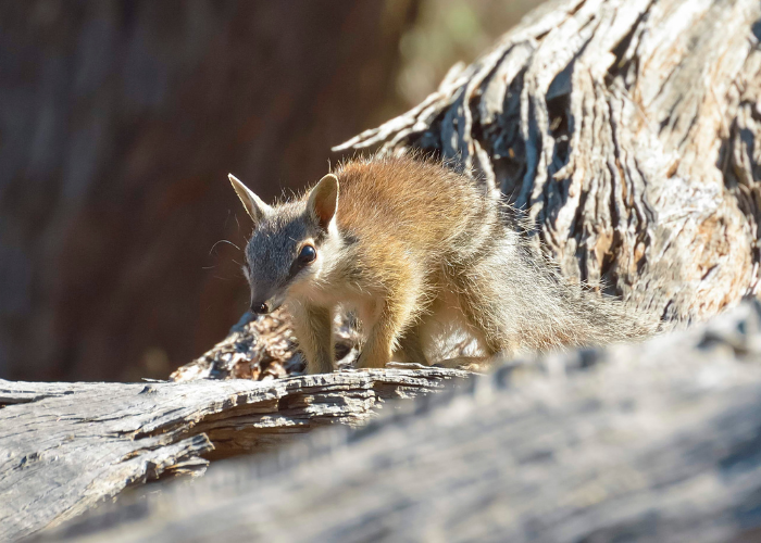 AWC has translocated over 6,000 animals from 20 species including numbats.