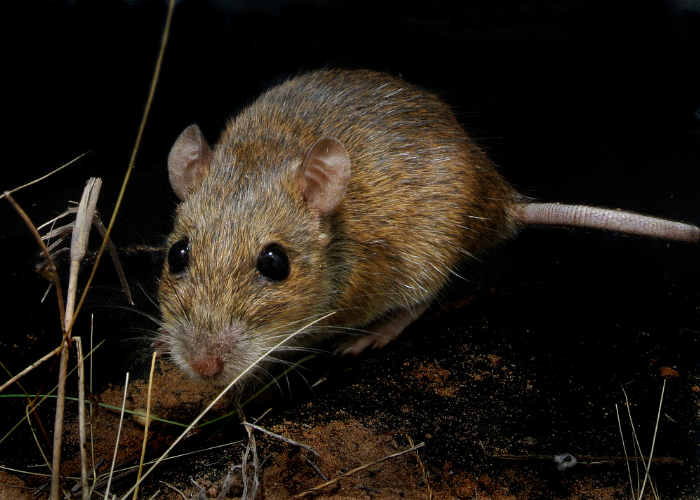 A new study at Wongalara confirms the impact of cats on small mammals such as Pale Field Rats in Australia’s northern savannahs.