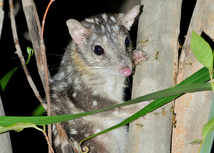 Removing feral pigs helps protect the habitat for local wildlife such as Northern Quolls. 
