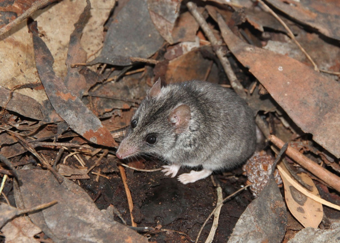 The habitat of the Kangaroo Island Dunnart was impacted heavily by 2020 bushfires which burnt about 95% of the area where they live.