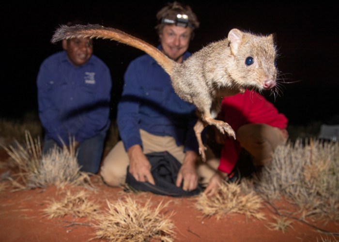Brush-tailed Bettong aka Woylie jumps for joy in its new home at Newhaven Wildlife Sanctuary in the Northern Territory.