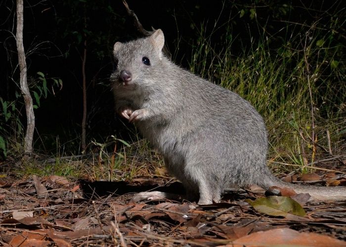 Northern Bettongs are set to be reintroduced to AWC's Mt Zero-Taravale Wildlife Sanctuary.