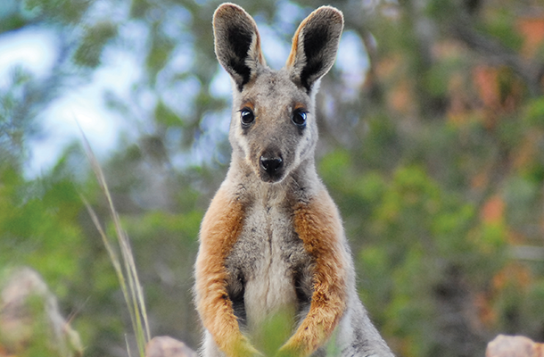 Wildlife Matters Feature Image 21 Wayne Lawler Yellow Footed Rock Wallaby