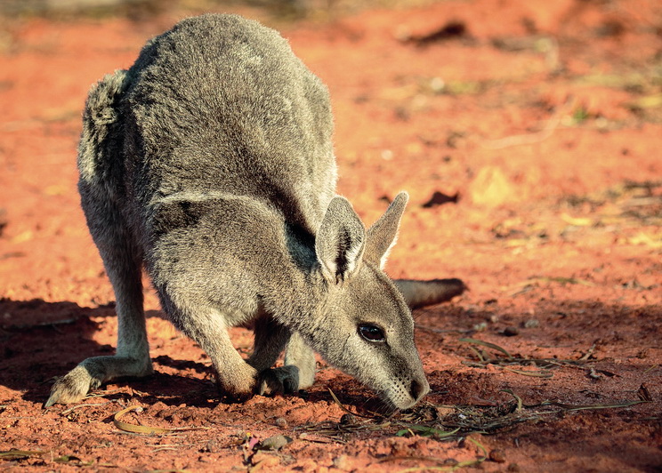Endangered Wallaby