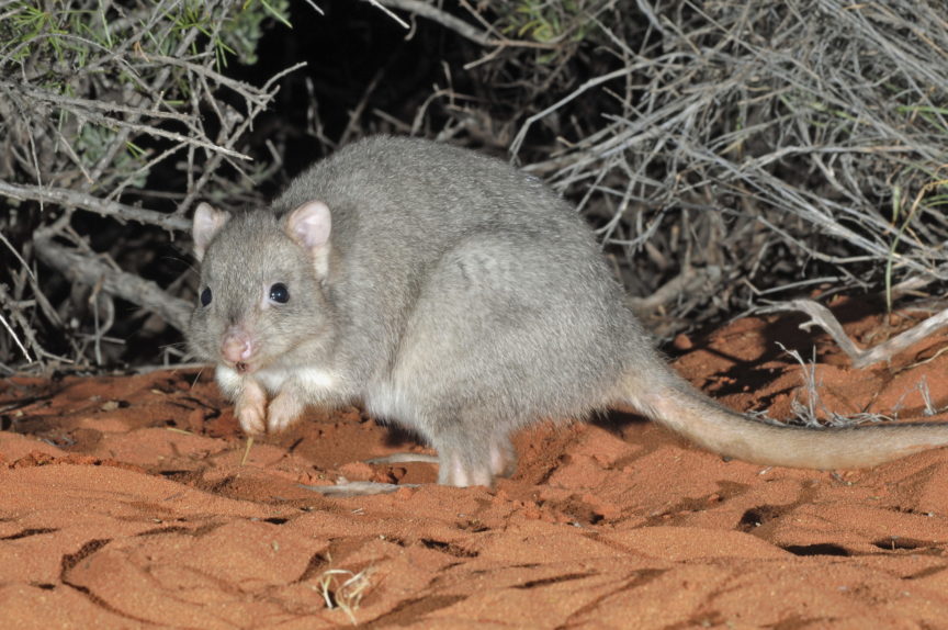 Burrowing Bettong Or Boodie On Faure Island Willdlife Sanctuary.