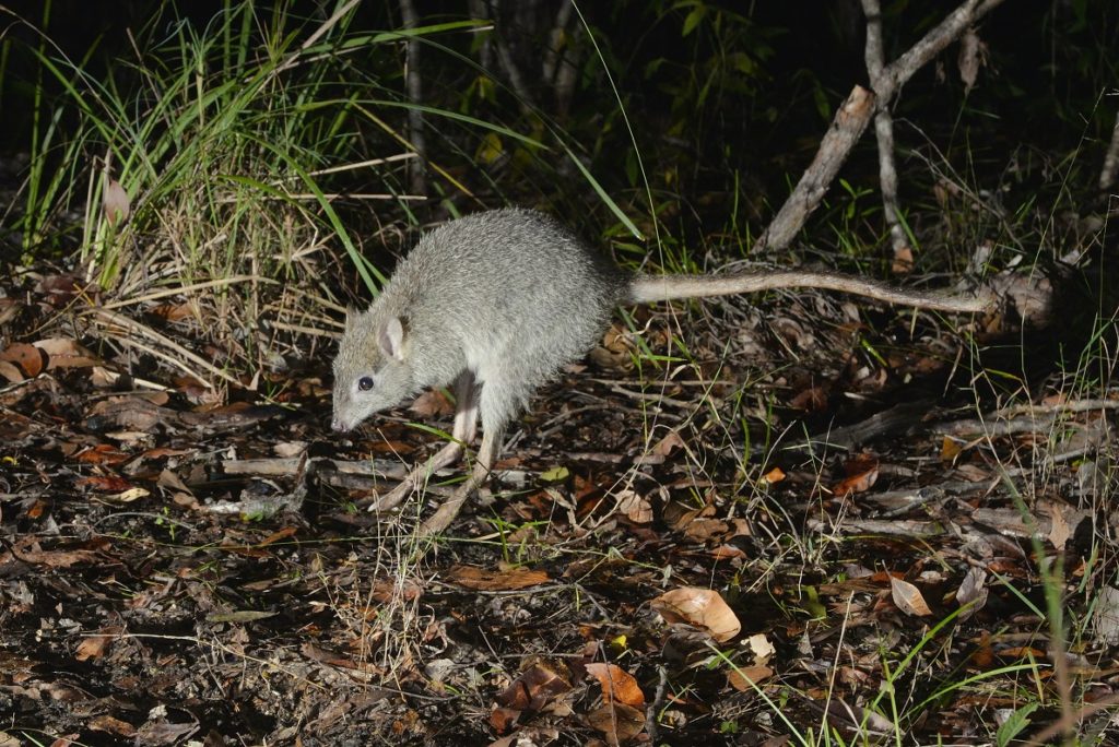 Northern Bettong In The Wild In Dunbulla National Park.