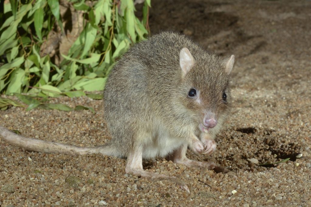 Northern Bettong In Captivity.