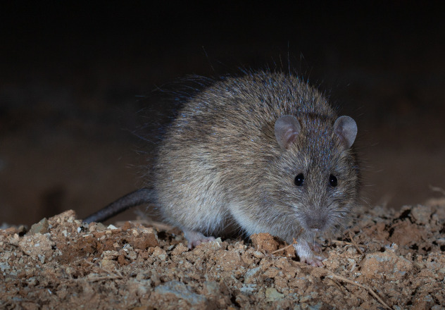 Long-haired Rat (Rattus villosissimus)