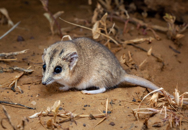 Stripe-faced Dunnart (Sminthopsis macroura)