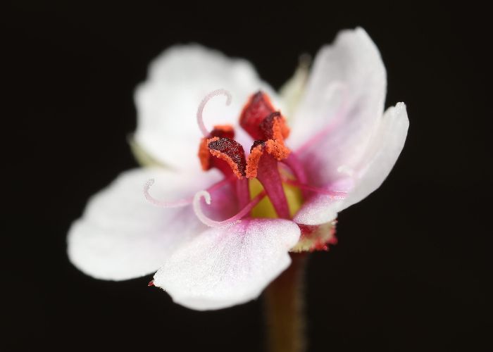 Flower Of Drosera cucullata