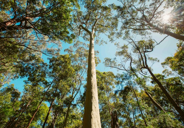 Long trees | Wildlife Habitat | Australian Wildlife Conservancy