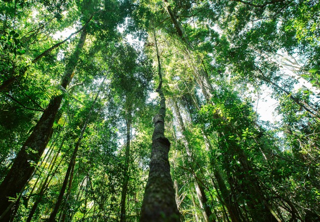 Long Green trees | Protect Wildlife Habitat