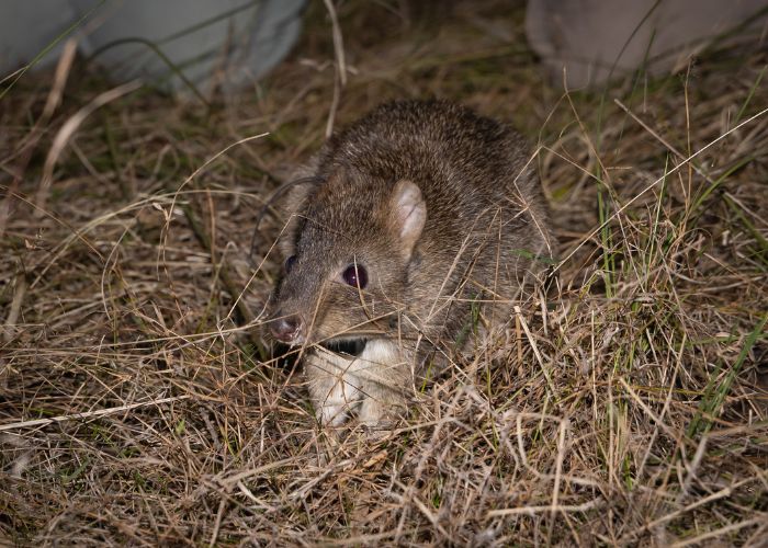 Brush-tailed Bettongs are bouncing around north-western NSW – after an absence of around 200 years – thanks to the hard work of the teams on the ground.