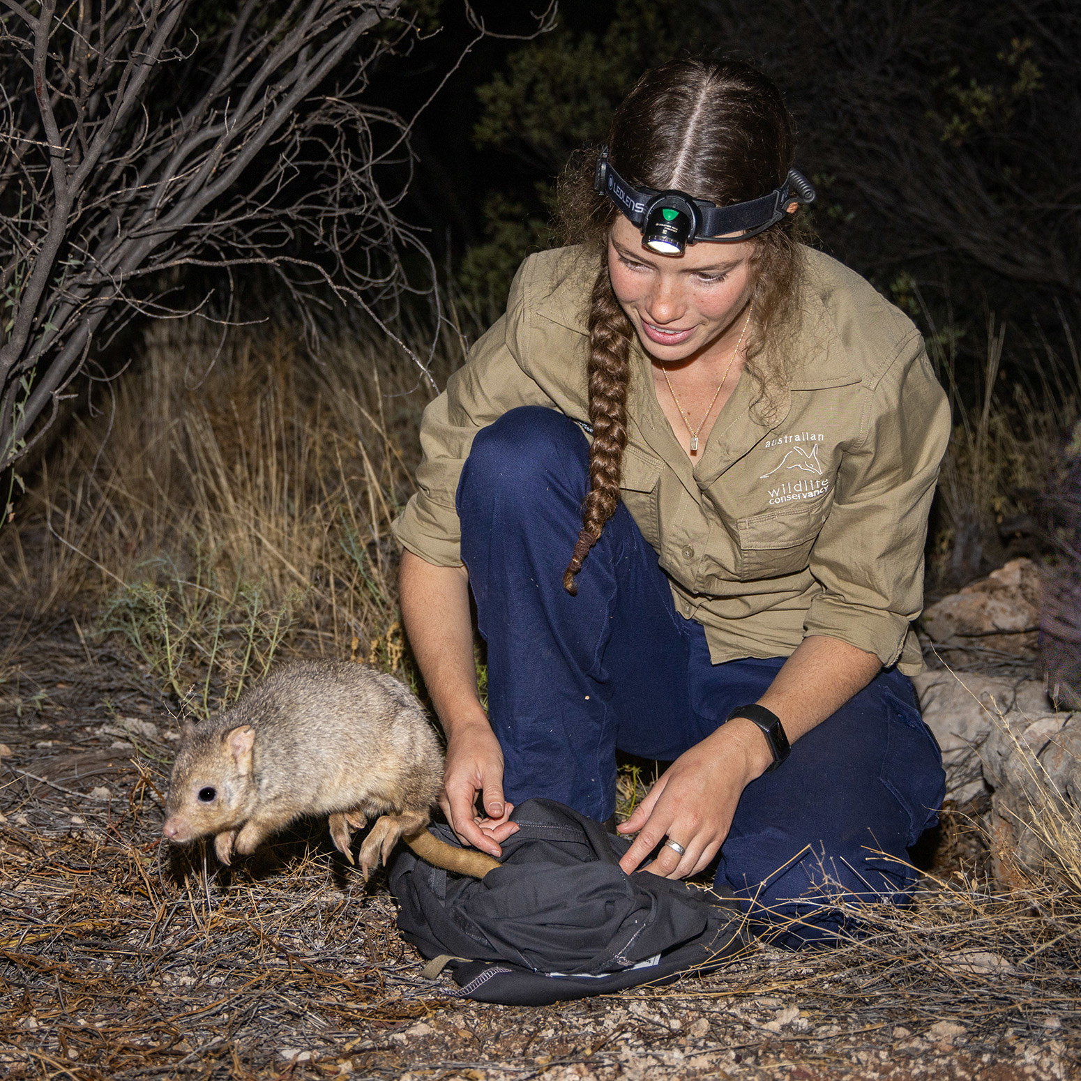 Samantha Mulvena releasing burrowing bettong at Newhaven