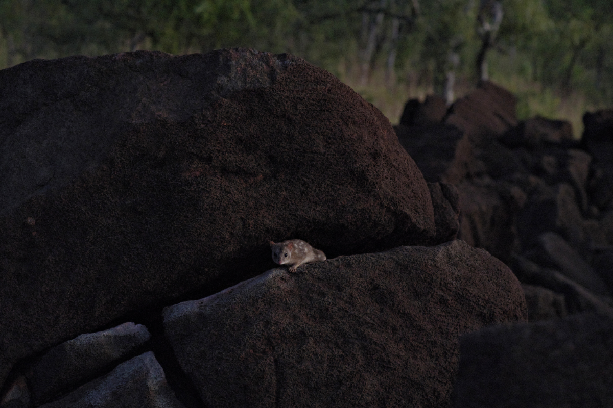 Northern Quoll in the Kimberley