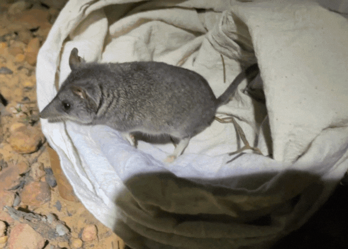 Kangaroo Island Dunnarts are breeding and confidently moving around the feral predator-free Western River Refuge.