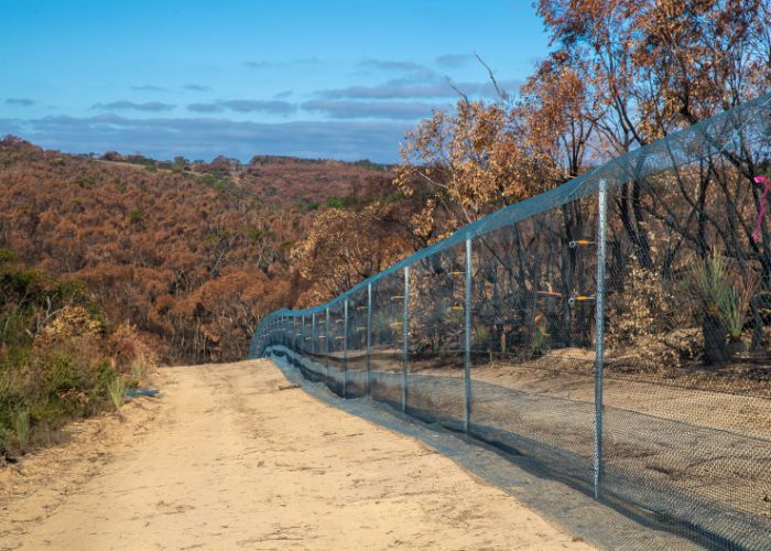 KI LfW with AWC and local landholders (the Doube family) constructed the 8.8km long feral predator-free fence in the Western River area immediately after the devastating 2019/20 Black Summer wildfires. 